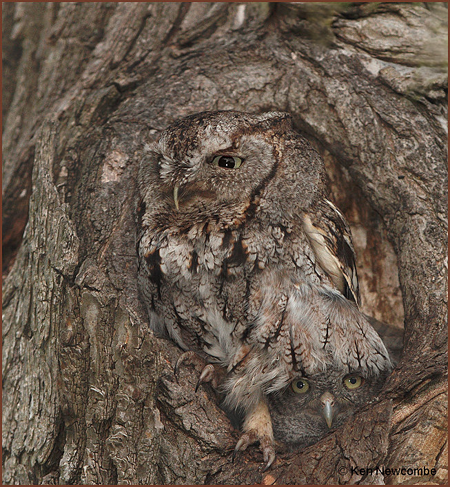 Eastern Screech Owl image