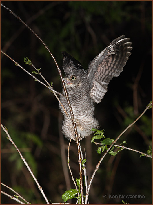Eastern Screech Owl
