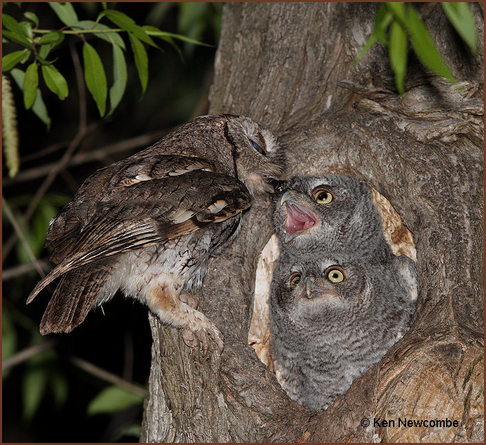 Eastern Screech Owl image