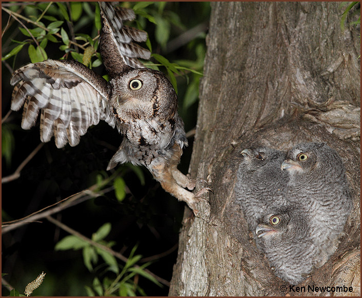 Eastern Screech Owl image