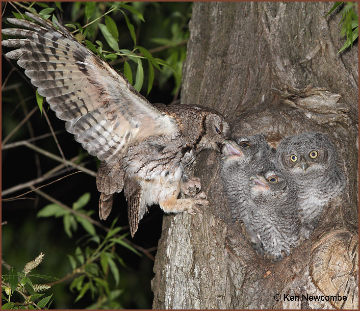 Eastern Screech Owl image