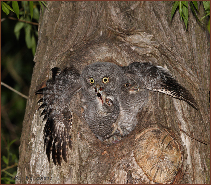 Eastern Screech Owl