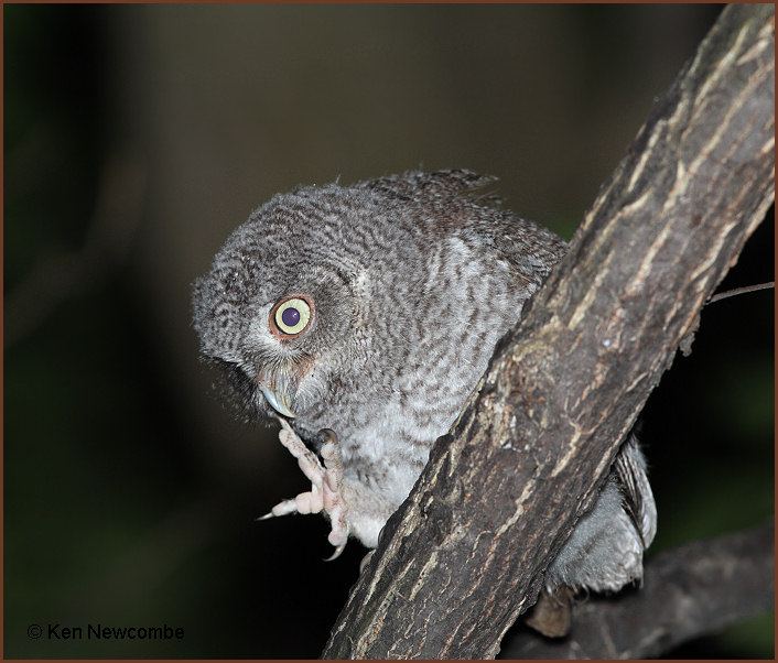 Eastern Screech Owl