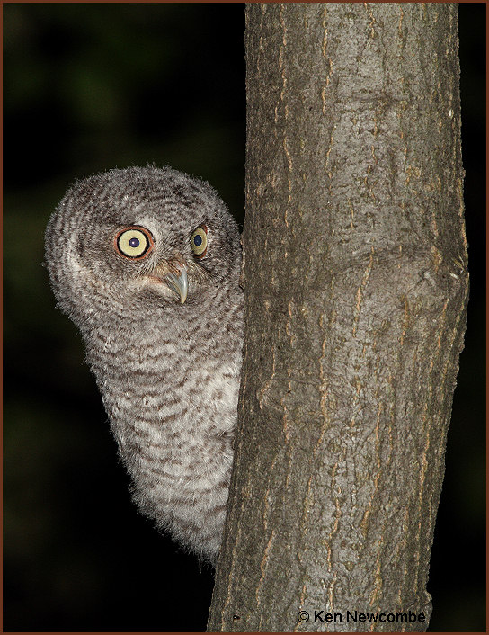 Eastern Screech Owl image