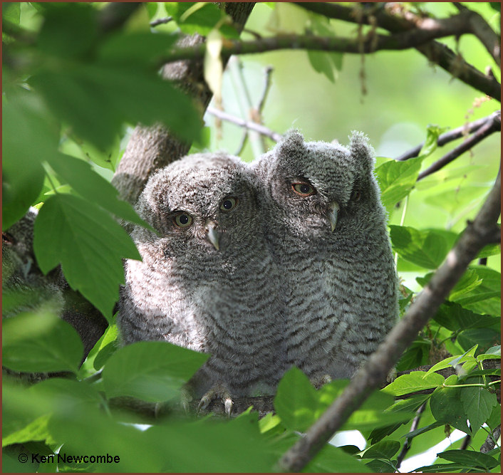 Eastern Screech Owl image