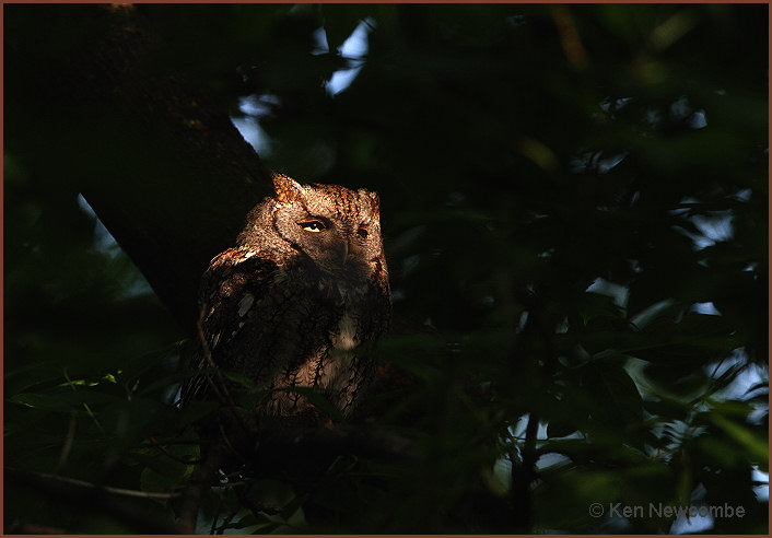 Eastern Screech Owl image