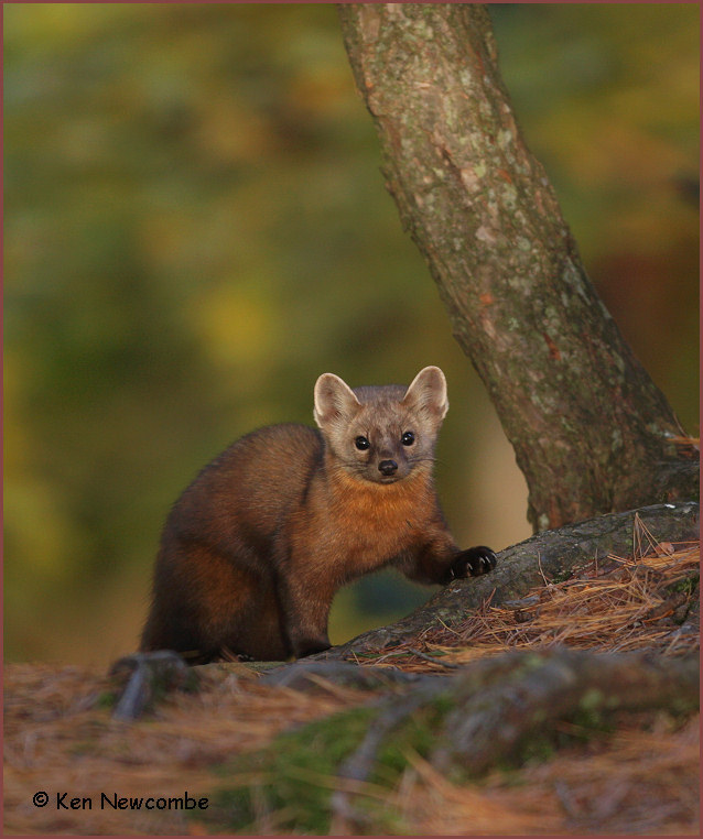 Pine%20Marten%20Ken%20Newcombe%20426811.jpg